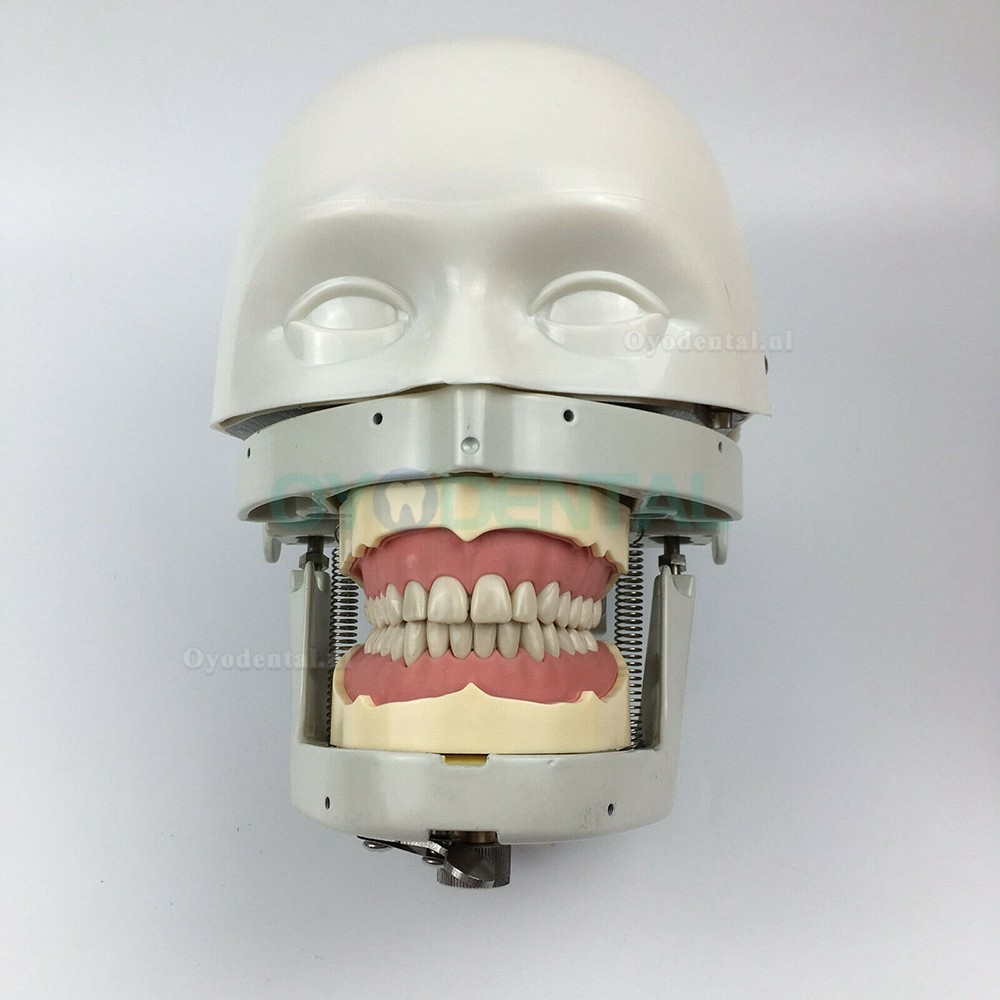 Tandheelkundige Praktijk Model Oefenpop Hoofd Phantom Hoofd Typodont Compatibel met Nissin Kilgore / Frasaco